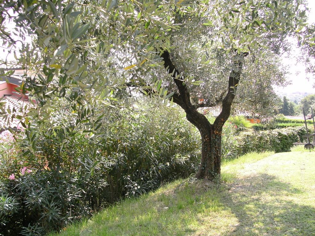 B&B Agli Ulivi Манерба-дель-Гарда Екстер'єр фото